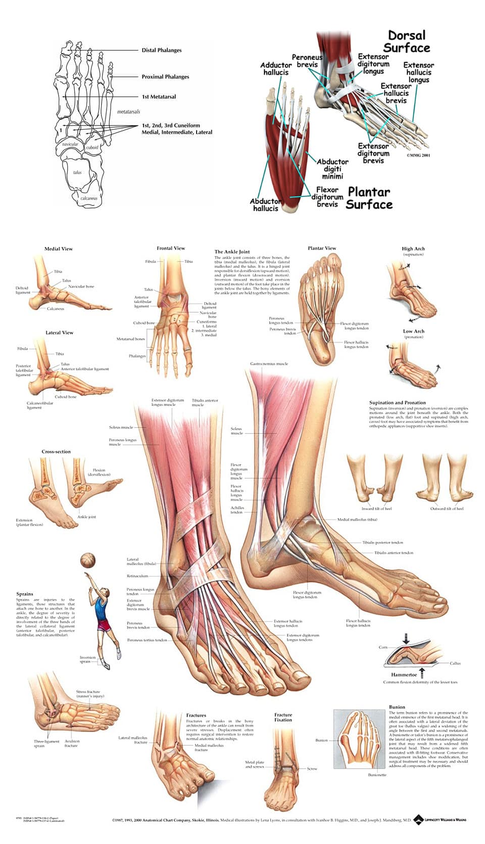 Anatomy Of The Foot And Ankle Astoria Foot And Ankle Surgery